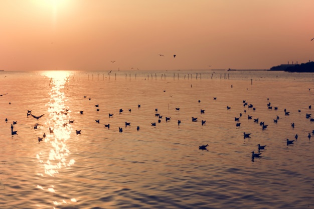 626x417 Flock Of Birds Vectors, Photos And Psd Files Free Download