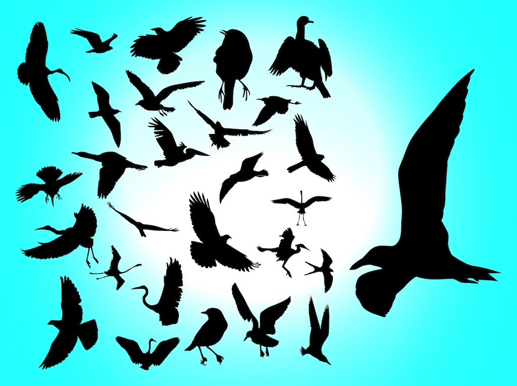 1024x766 Flying Birds Vector Art Amp Graphics