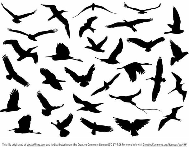 608x480 Free Free Vector Flying Birds Silhouette Psd Files, Vectors