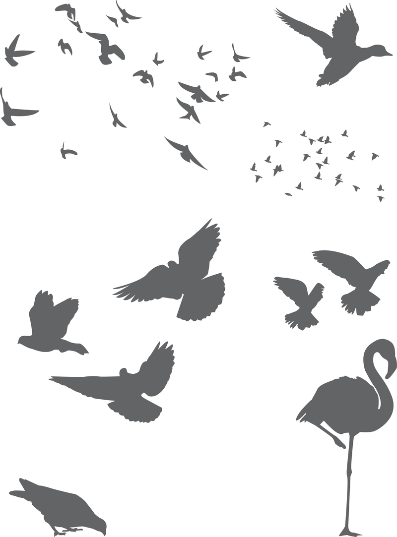 800x1083 Free Vector Birds