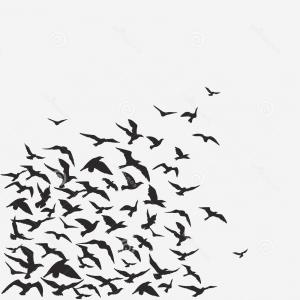 300x300 Silhouette Of A Flock Of Birds Vector Orangiausa