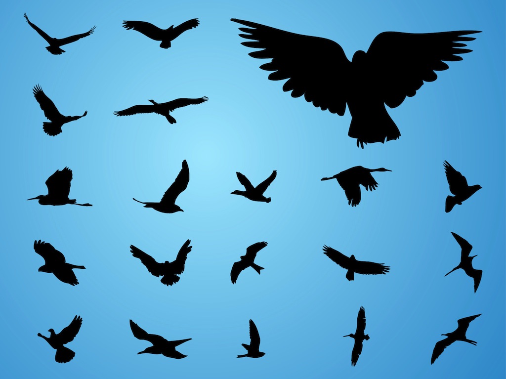1024x767 Vector Birds Vector Art Amp Graphics