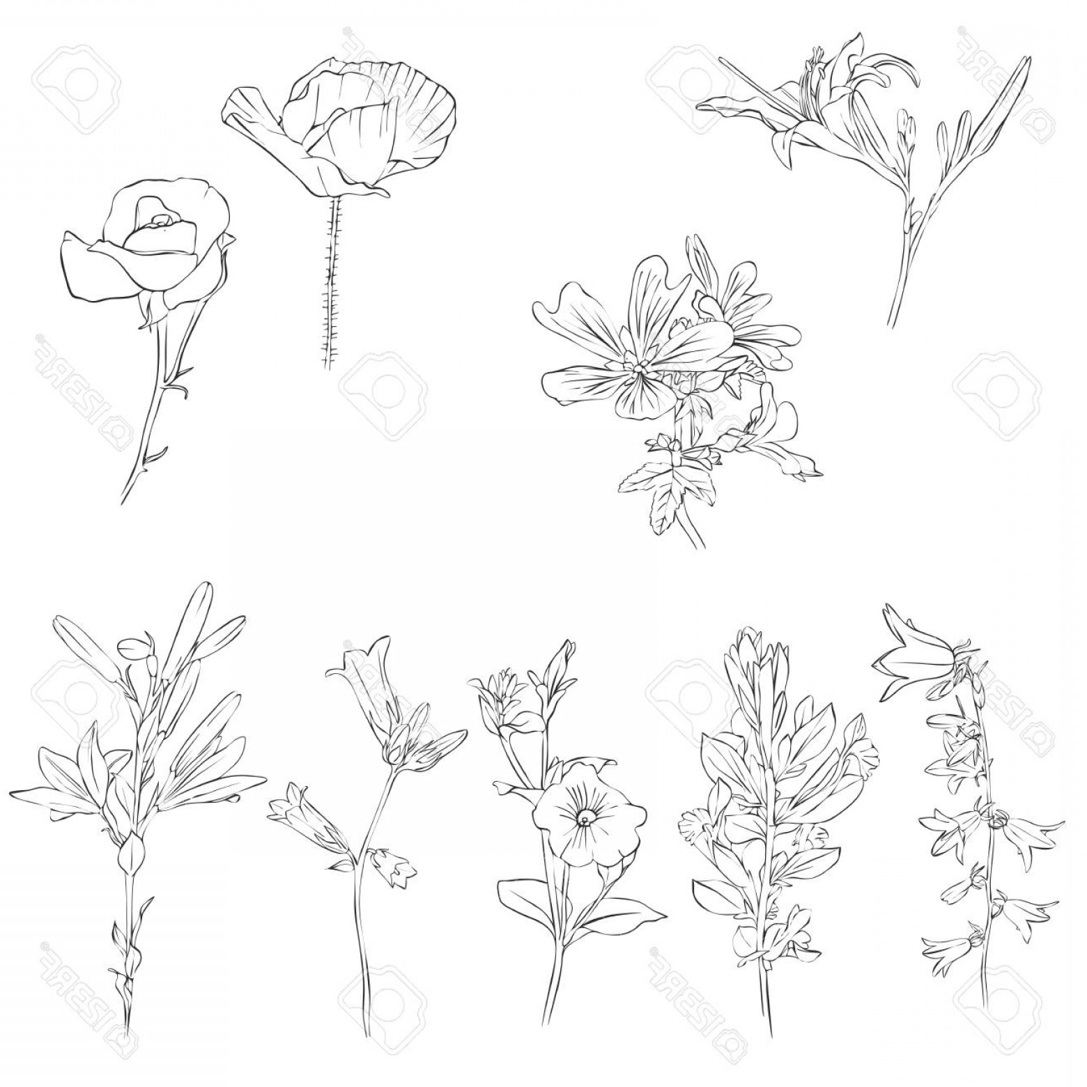 1560x1560 Hand Drawn Flower Vector Shopatcloth