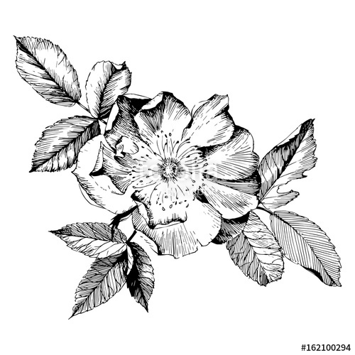 500x500 Hand Drawn Botanical Art Isolated On White Background. Floral