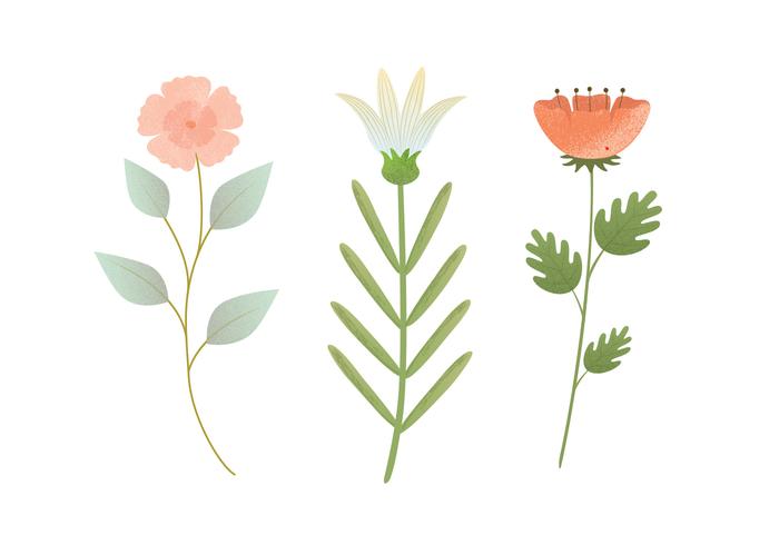 700x490 Vector Flower Illustration
