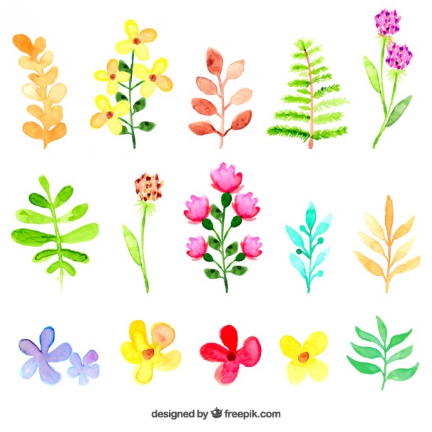 626x626 Watercolor Flowers And Leaves Vector Free Download