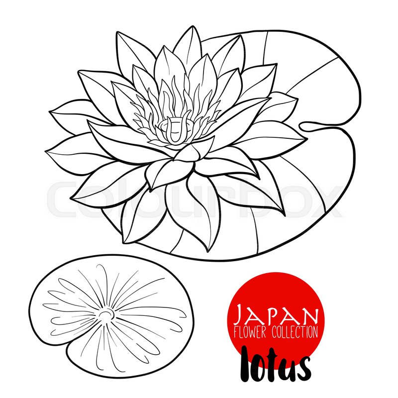 800x800 Lotus Flowers. Stock Line Vector Illustration Botanic Flowers