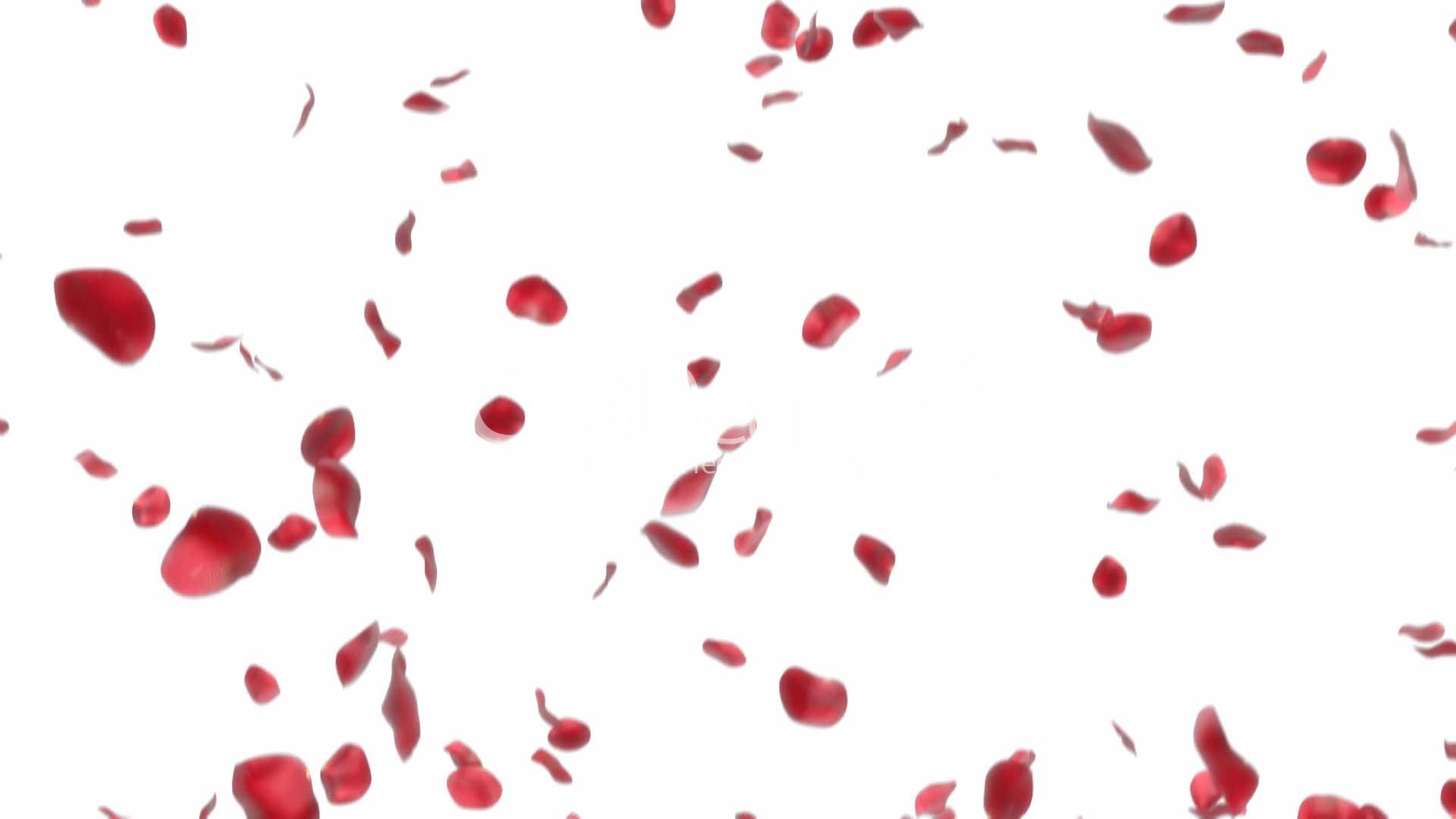 1920x1080 Falling Rose Petals
