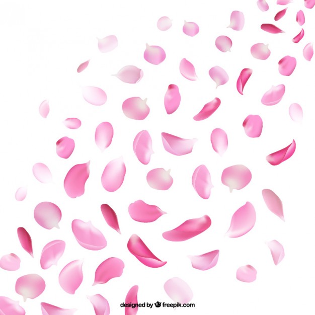 626x626 Petals Of Cherry Blossom Vector Free Download