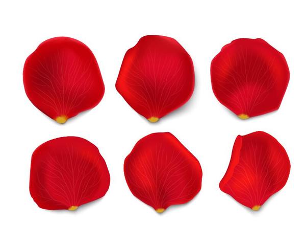 600x479 Red Flower Petal Illustration Vector 03 Free Download