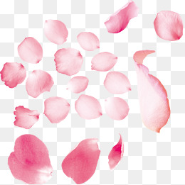 260x261 Rose Petal Png, Vectors, Psd, And Clipart For Free Download Pngtree