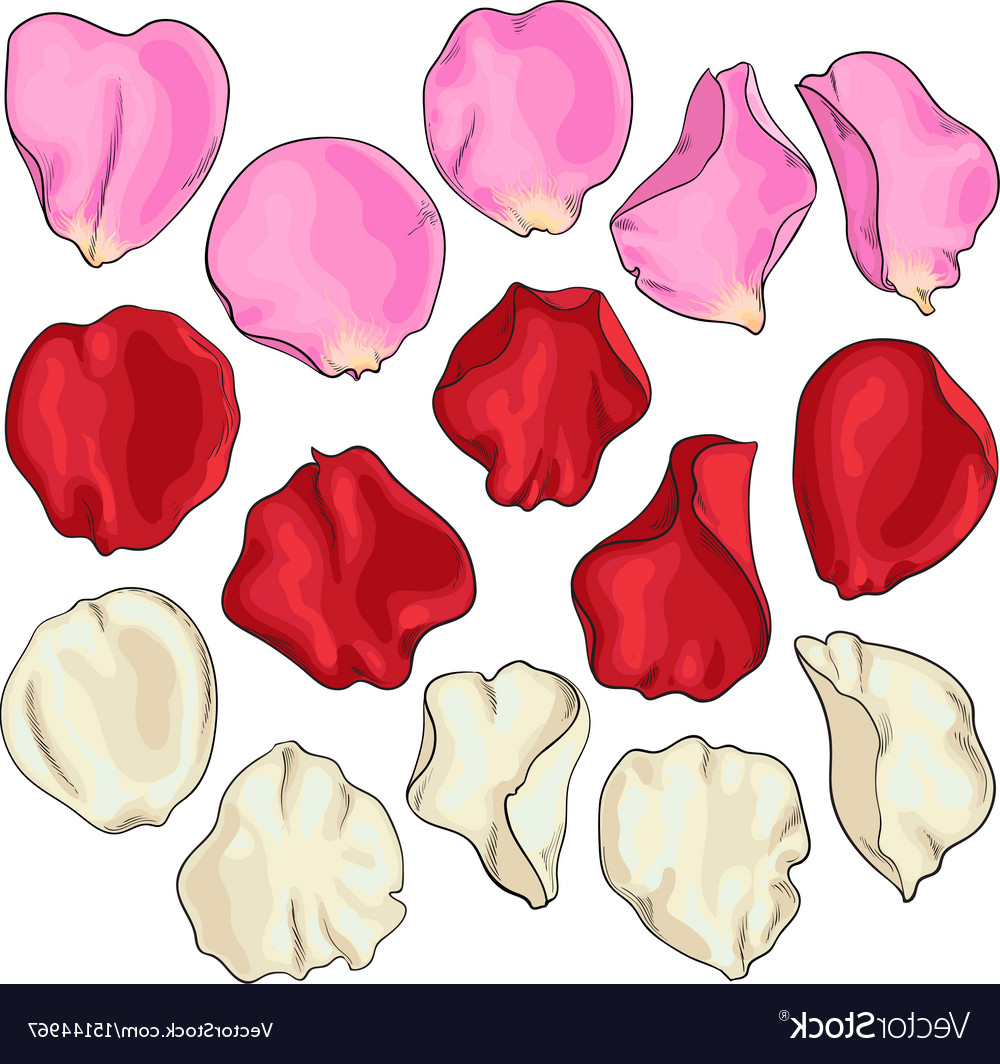 1000x1064 Drawing Of Flower Petals Set Of Hand Drawn White Pink And Red Rose