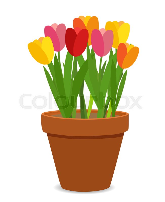 652x800 Spring Tulip Flowers In Flower Pot Vector Illustration Eps10