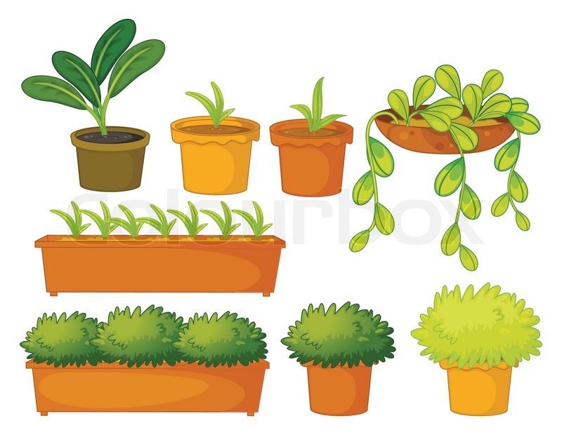 800x620 Various Plants And Pots Stock Vector Colourbox