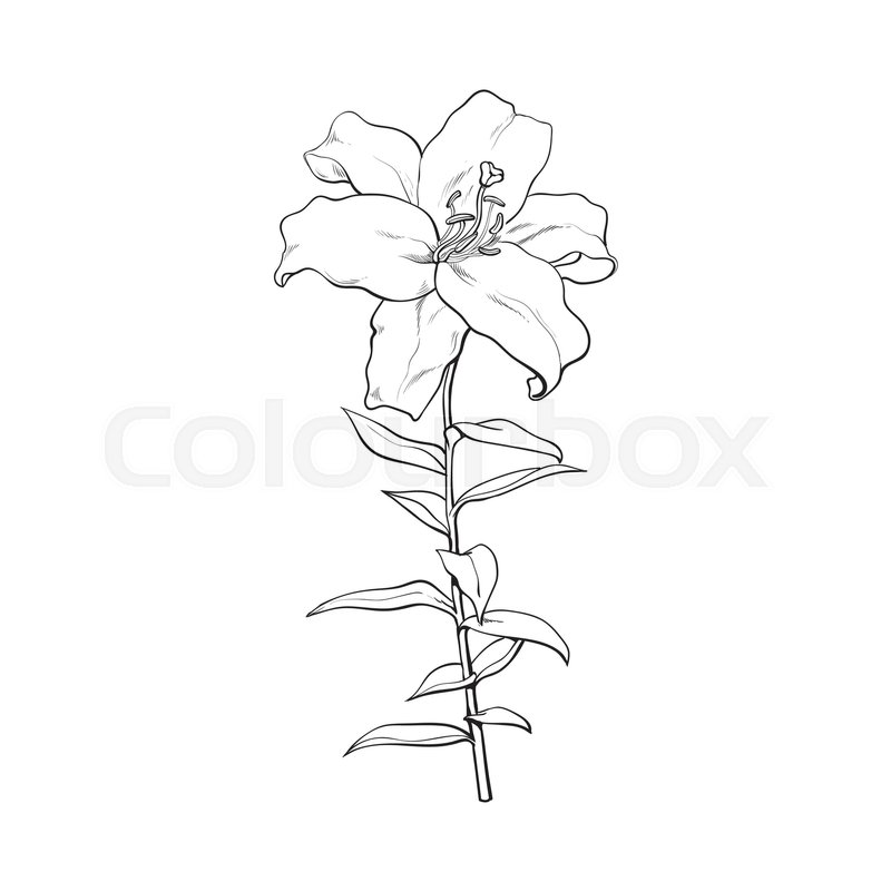 800x800 Single Hand Drawn White Lily Flower With Stem And Leaves, Front