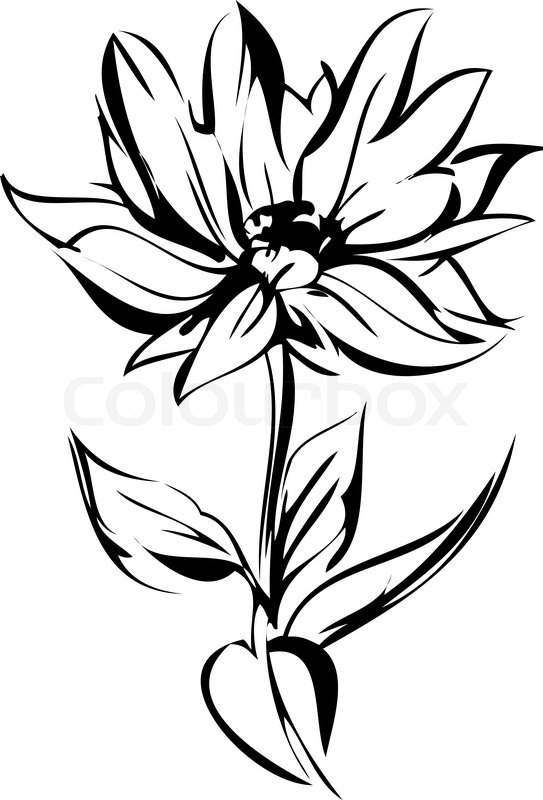 543x800 Sketch Of Blossoming Out Flower On A Stem Stock Vector Colourbox