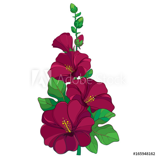 500x500 Vector Bunch With Outline Alcea Rosea Or Hollyhock Flower, Stem