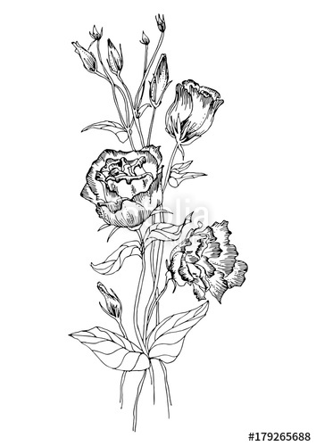 354x500 Eustoma (Tripped Flowers And Buds) On Thin Stems. Vector