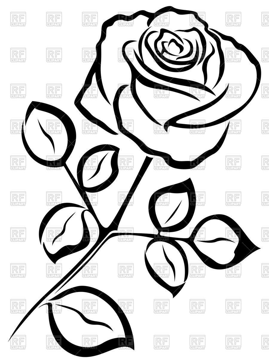 900x1200 Outline Of Rose (Flower) Vector Image Vector Artwork Of Plants