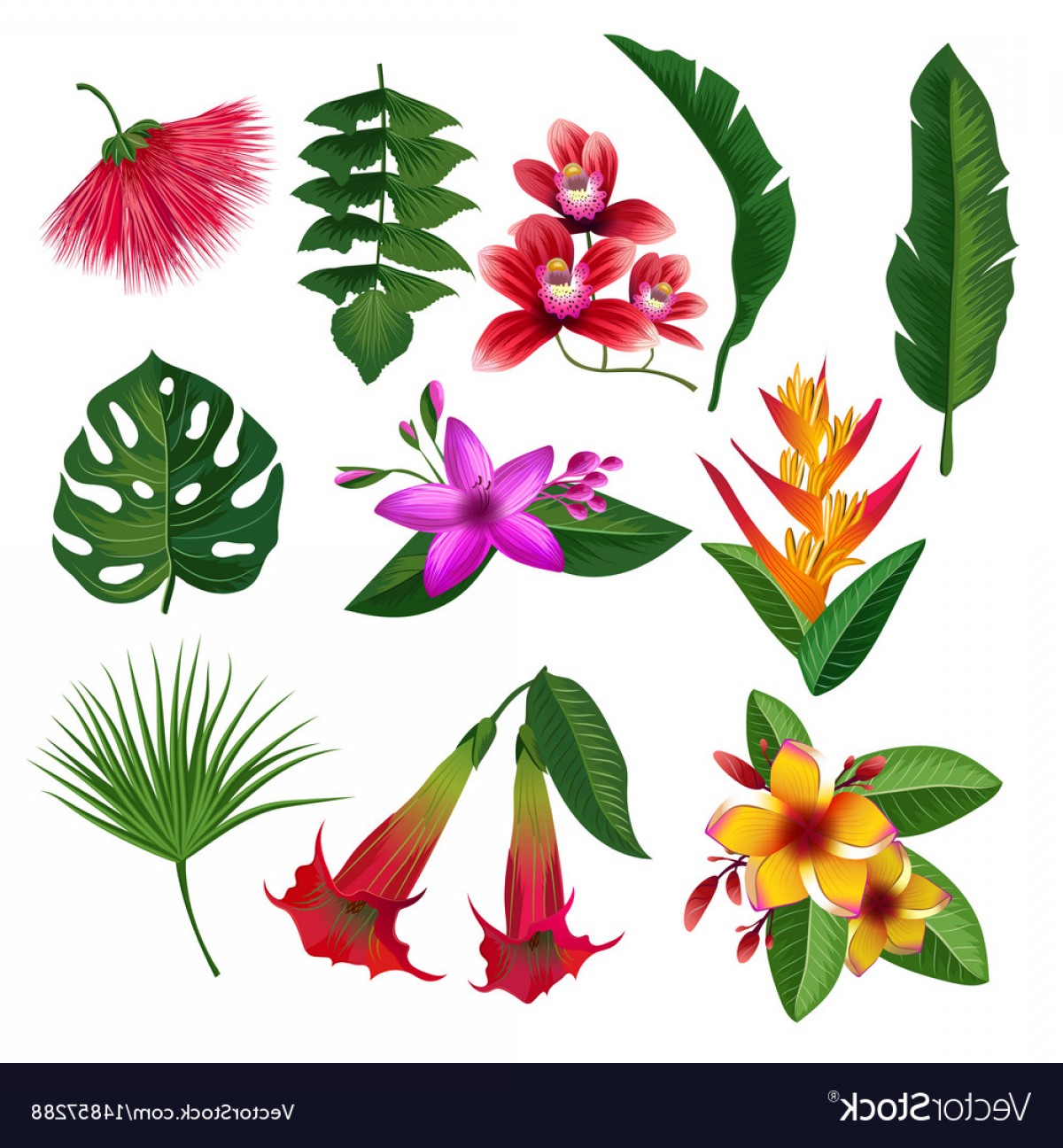 1200x1296 Hawaii Flower Vector Art Sohadacouri