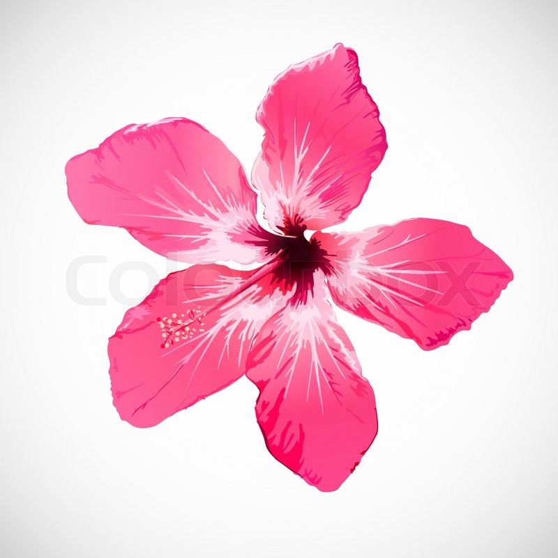 800x800 Hibiscus Tropical Flower Vector Art Stock Vector Colourbox