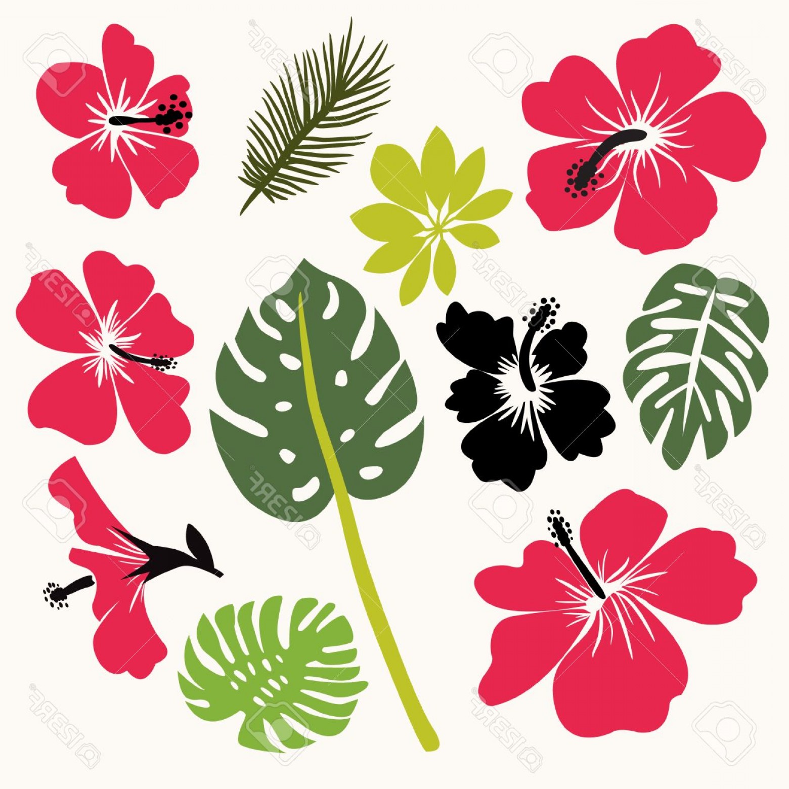 1560x1560 Photostock Vector Set Of Tropical Leaves And Flowers Hibiscus