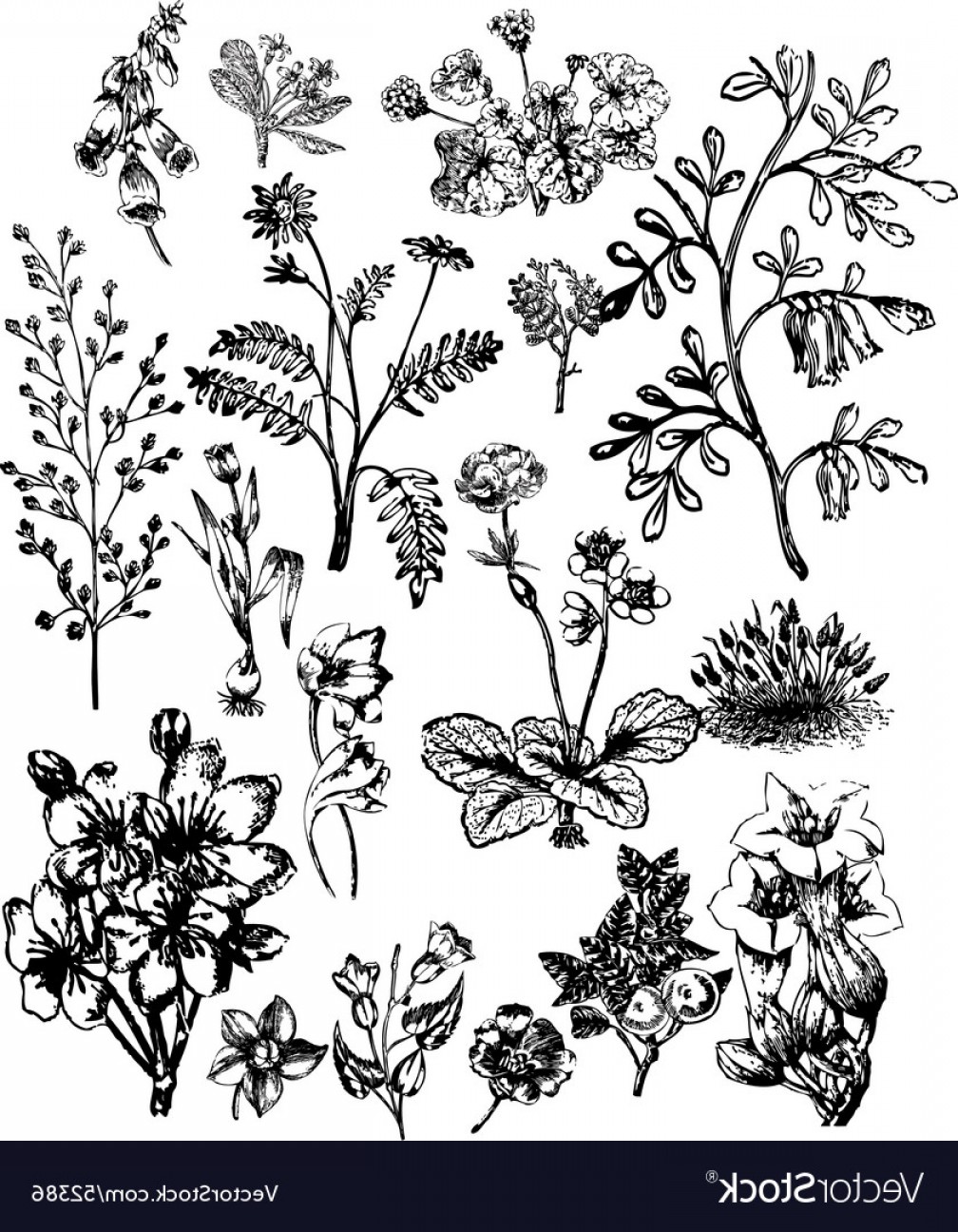 1008x1296 Vintage Flower Vector Art Arenawp