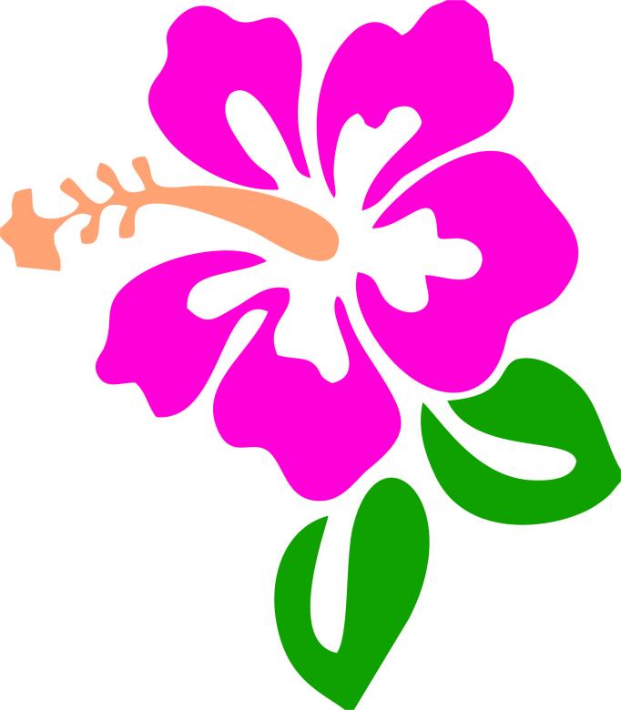 682x780 Flower Vector Illustration