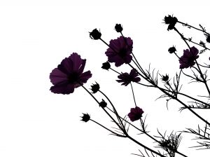 300x224 Black Flowers Vector Photo Free Download