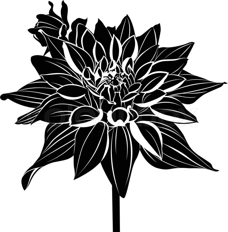 787x800 Dahlias. Vintage Elegant Flowers. Black And White Vector
