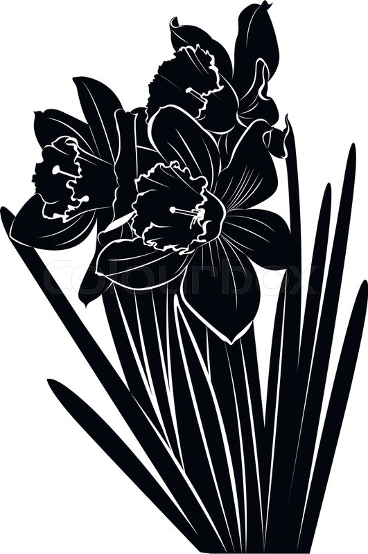 531x800 Flower Daffodils Vector Black Silhouette Stock Vector Colourbox
