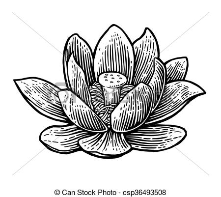 450x401 Lotus Flower. Vector Black Engraving Vintage Illustration On White