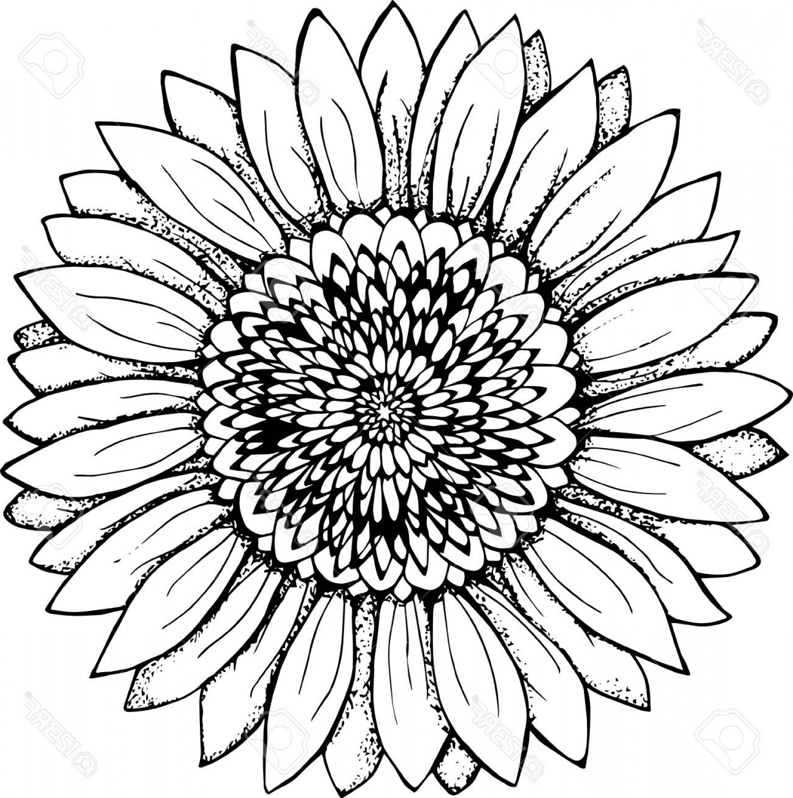 1551x1560 Photostock Vector Black And White Picture Of A Sunflower Flower
