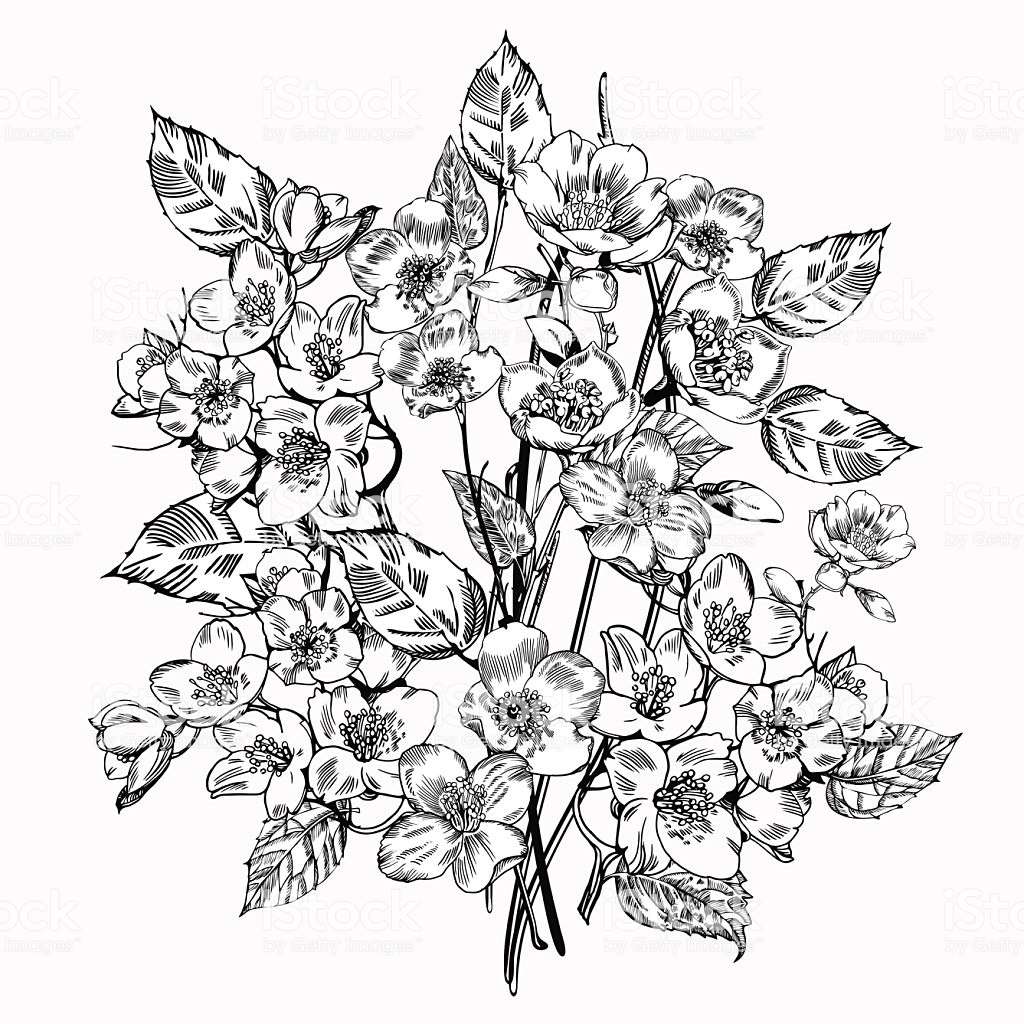 1024x1024 29 Best Pictures Of Vintage Flower Vector Black White