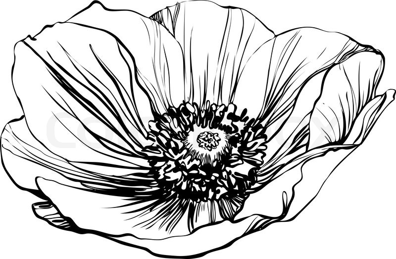 800x523 A Black And White Picture Poppy Flower Stock Vector Colourbox