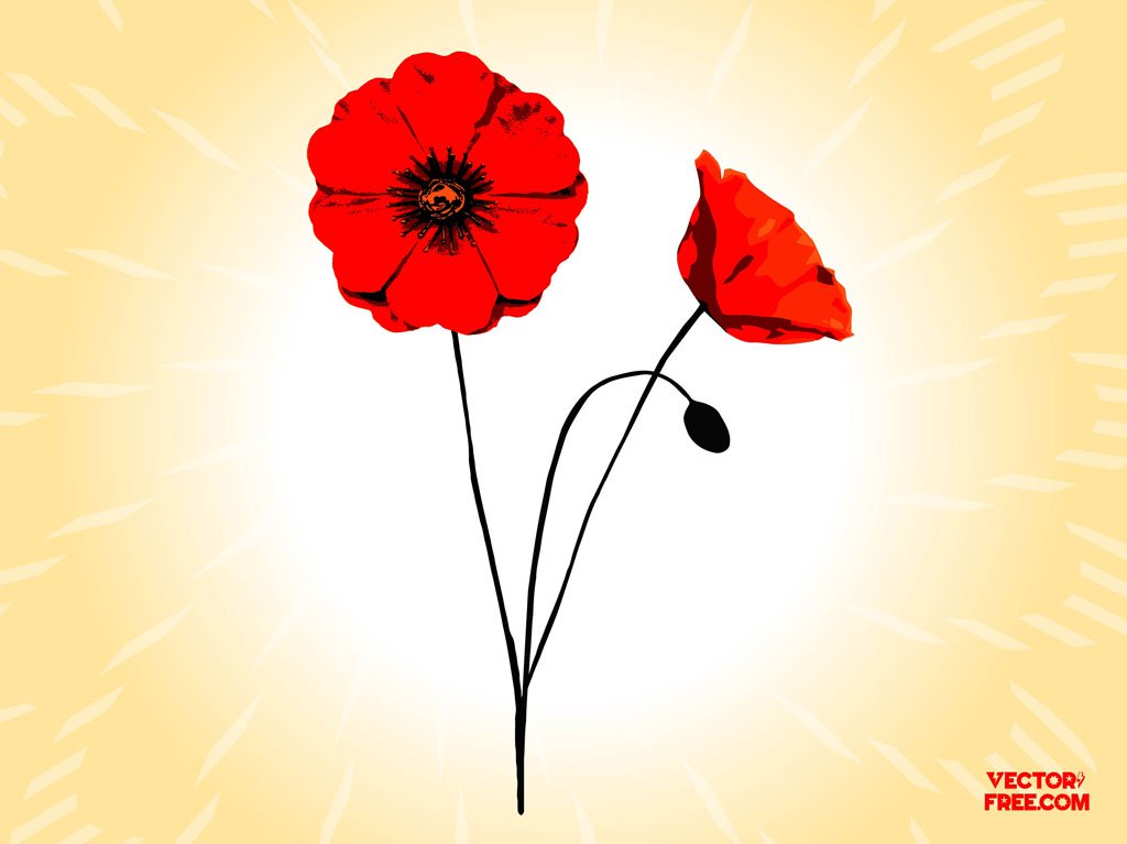 1024x767 Poppy Flowers Vector Art Amp Graphics