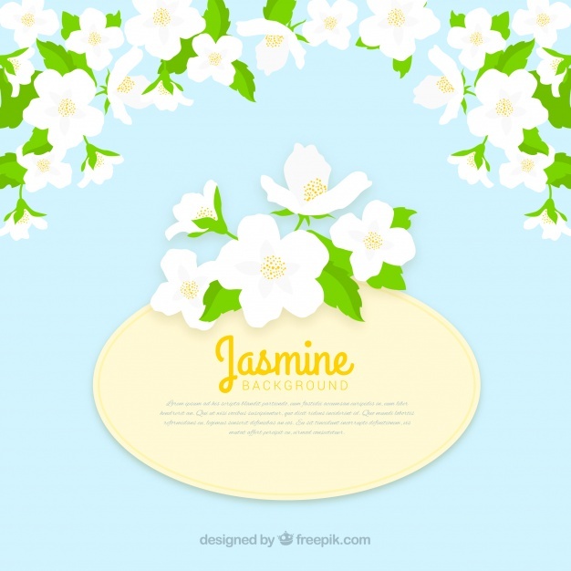 626x626 Jasmine Flower Vectors, Photos And Psd Files Free Download
