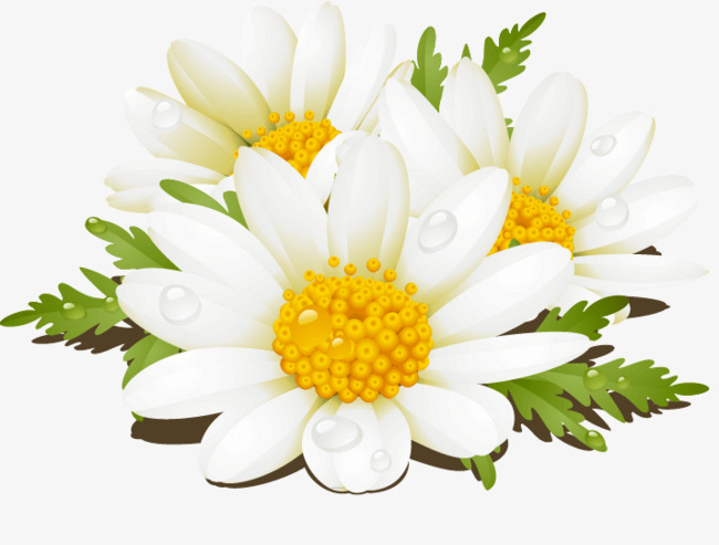 650x493 White Flower Png Vector