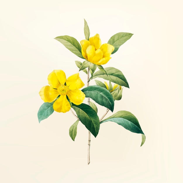 626x626 Yellow Flower Vectors, Photos And Psd Files Free Download