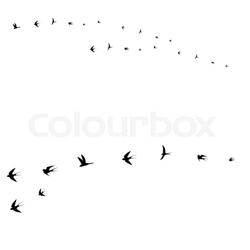 800x800 Birds Set, Flying Birds,vector Illustration Stock Vector Colourbox