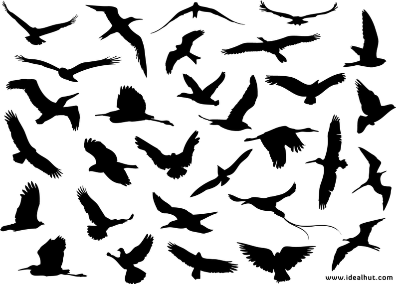 794x570 30 Different Flying Birds