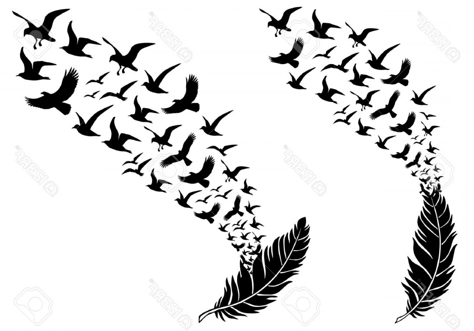 1560x1090 Photostock Vector Feathers With Free Flying Birds Vector