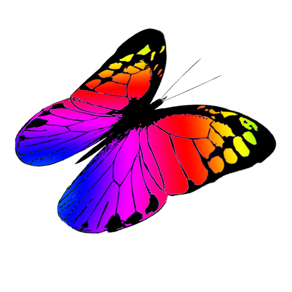 591x591 Collection Of Free Butterflies Vector Colorful. Download On Ubisafe