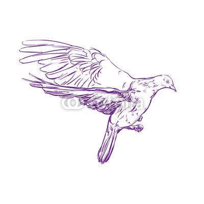 400x400 Flying Dove Vector Llustration Realistic Sketch Poster Ox Posters