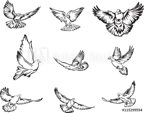 500x394 Dove, Flying Dove Black And White Image, Options Image, Vector