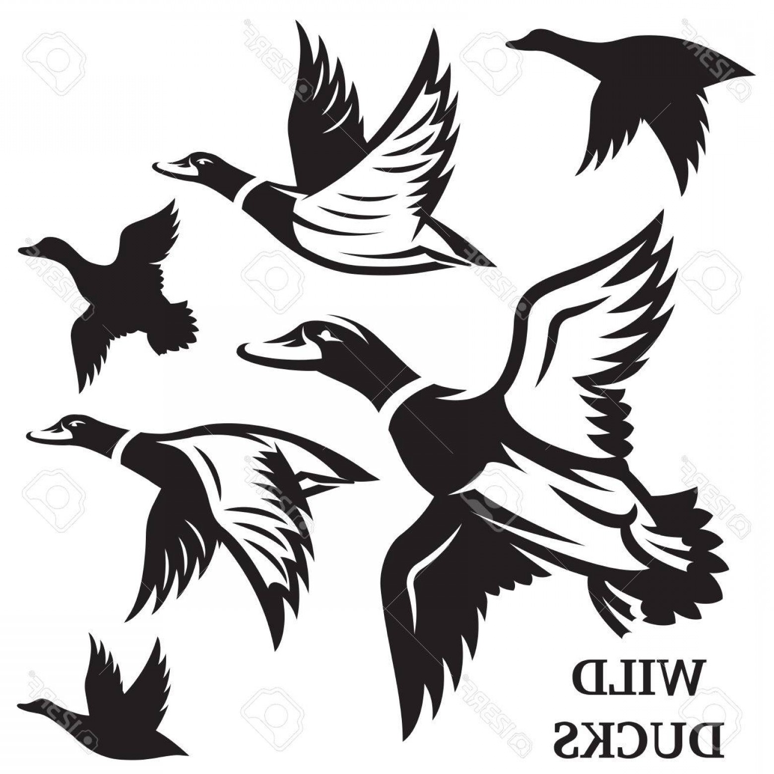 Flying Duck Vector at GetDrawings | Free download