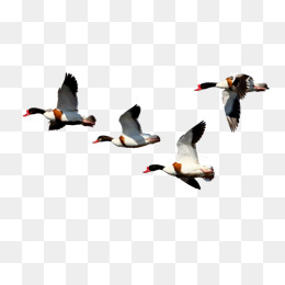 260x260 Flying Duck Png Images Vectors And Psd Files Free Download On