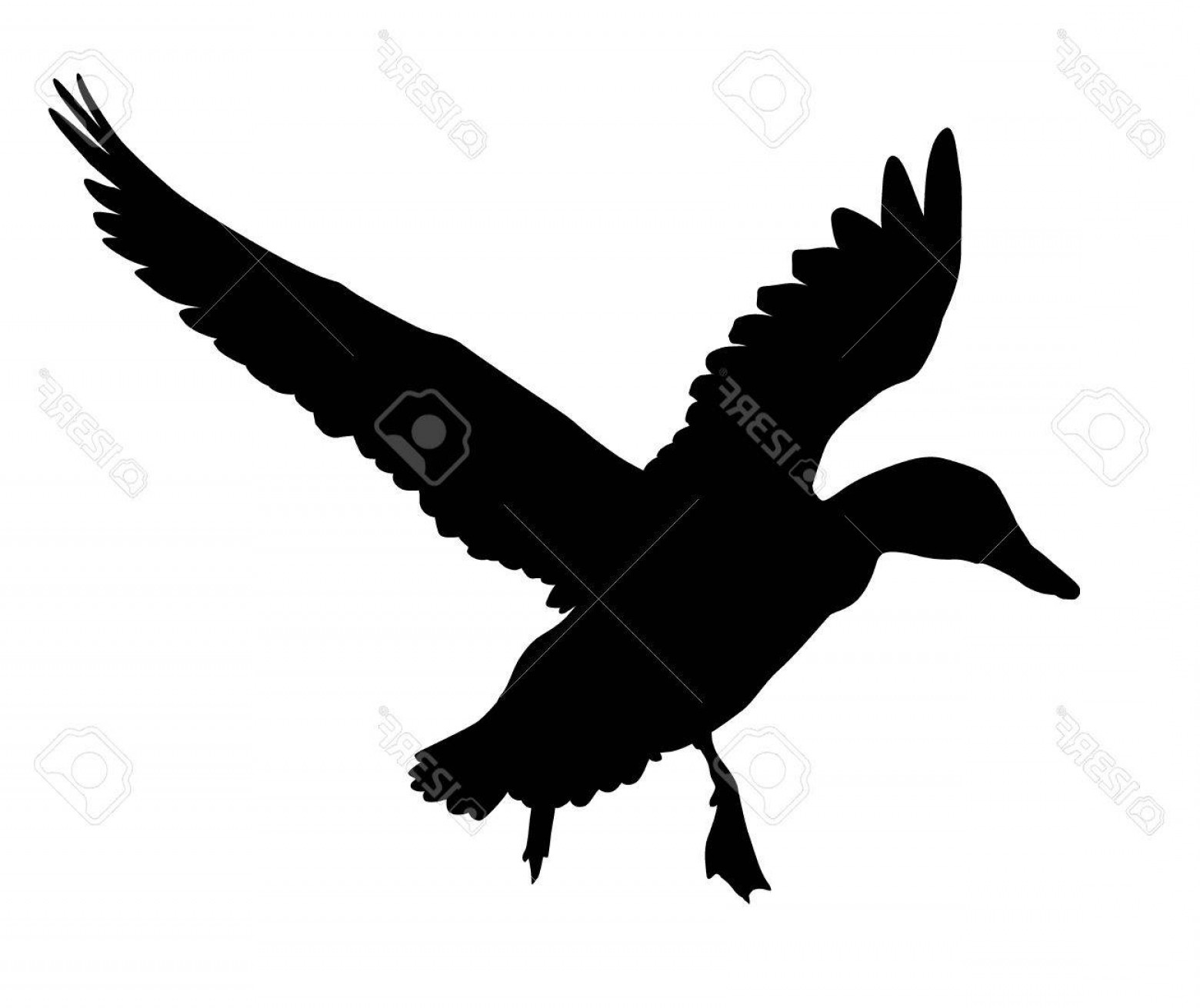 1560x1311 Photostock Vector Flying Duck Silhouette Vector Eps Createmepink
