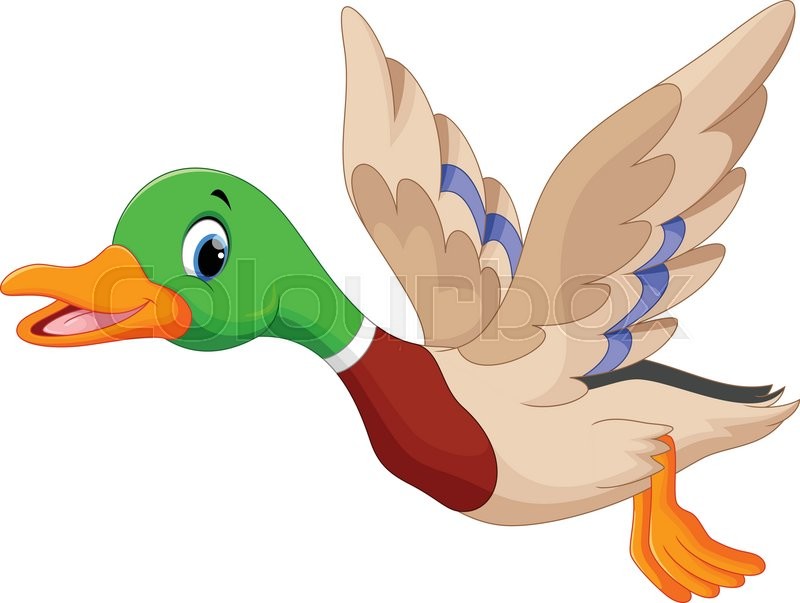 800x603 Vector Illustration Of Cartoon Flying Duck Stock Vector Colourbox