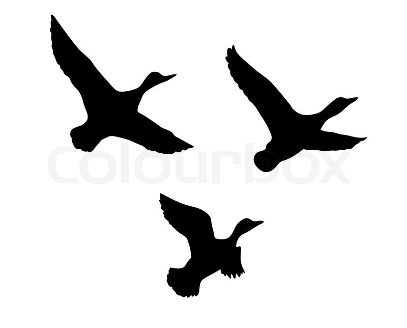 800x644 Vector Silhouette Flying Duck On White Background Stock Vector